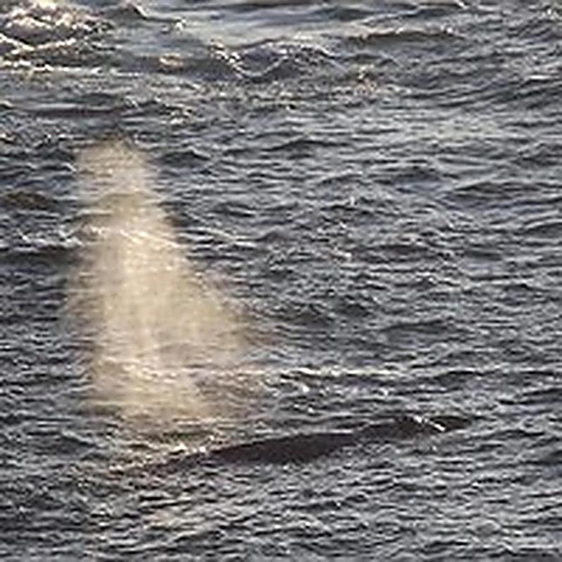 Whale Pointe — photo 1